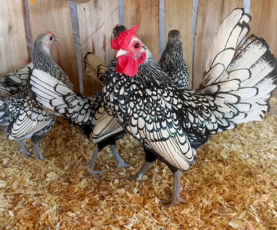 Galinha Sebright prateada com bordas pretas – miniatura ornamental